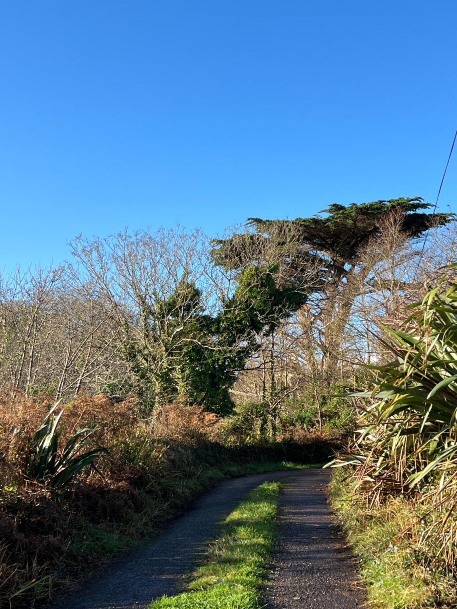 Ancaire Cottage Kilbronogue. Schull Eksteriør bilde